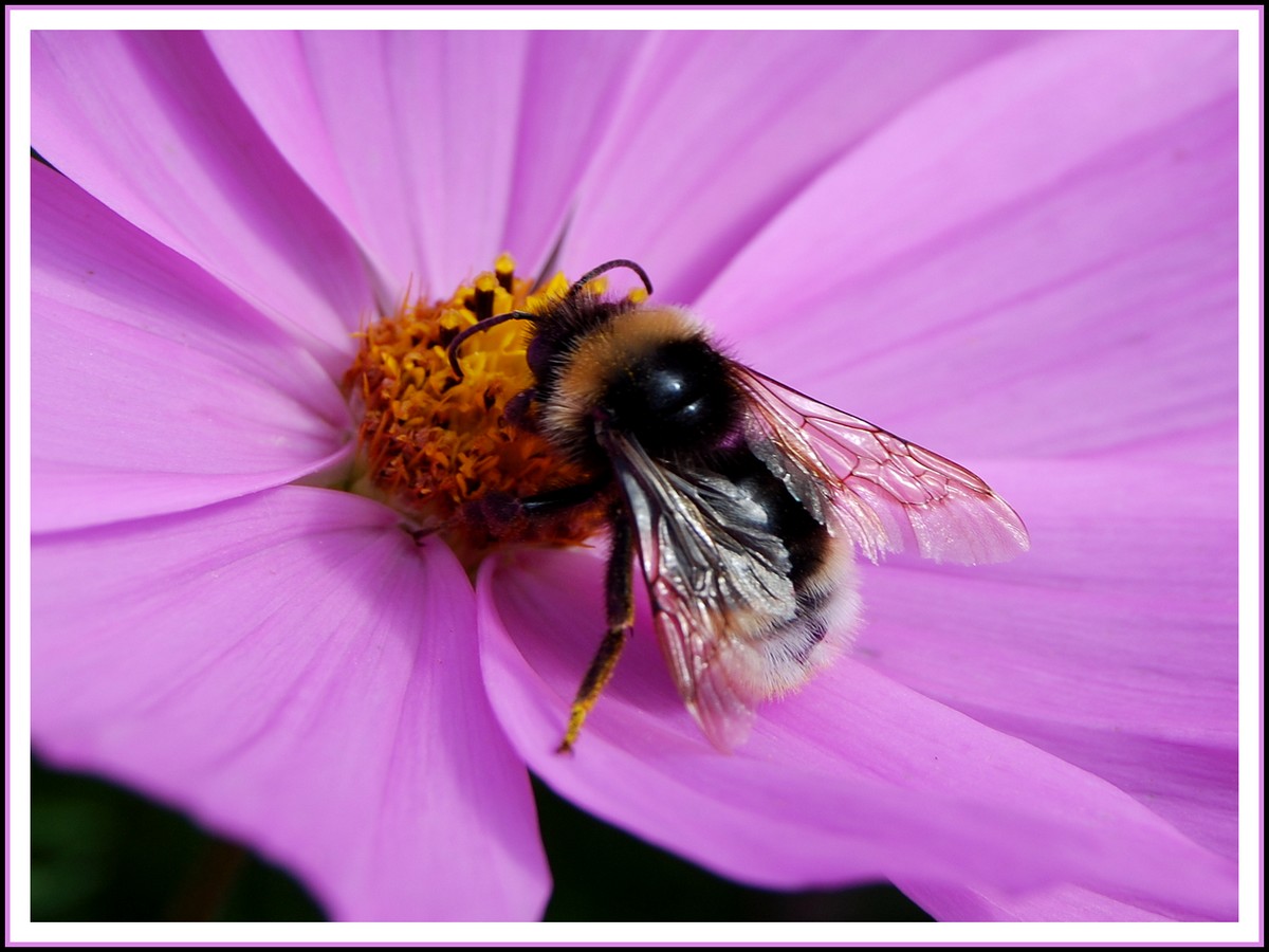 Fonds d'cran Animaux Insectes - Abeilles Gupes ... Bourdon au travail