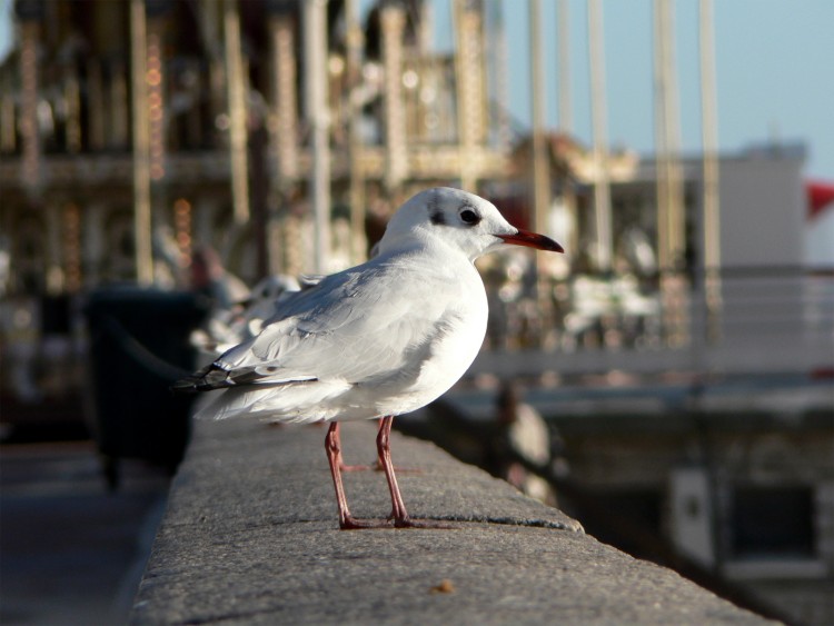 Wallpapers Animals Birds - Gulls Mouettes