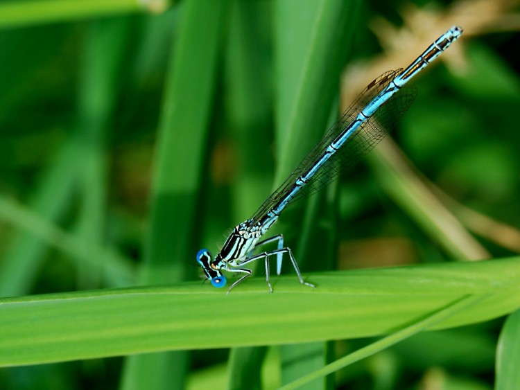 Wallpapers Animals Insects - Dragonflies DRAGONFLY