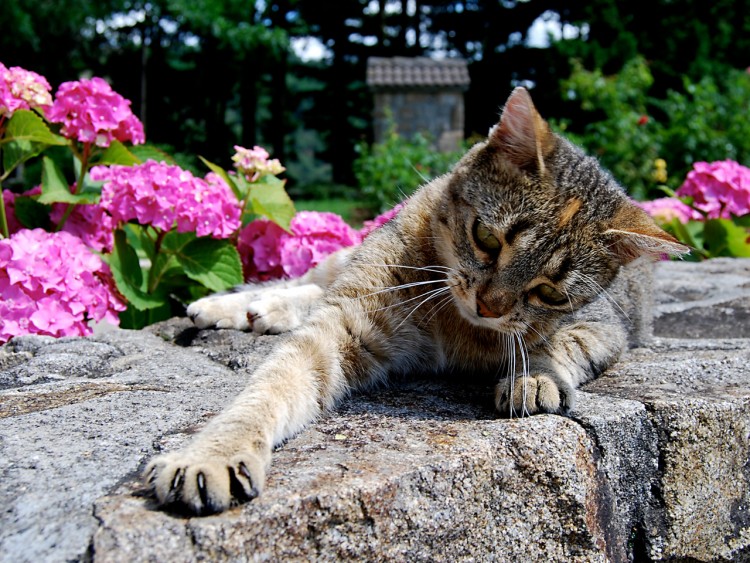 Fonds d'cran Animaux Chats - Chatons CAT