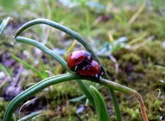 Fonds d'cran Animaux Coccinelles