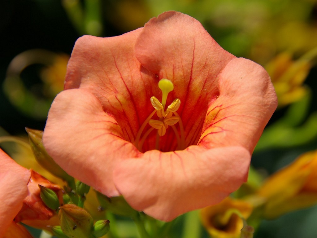 Fonds d'cran Nature Fleurs vif