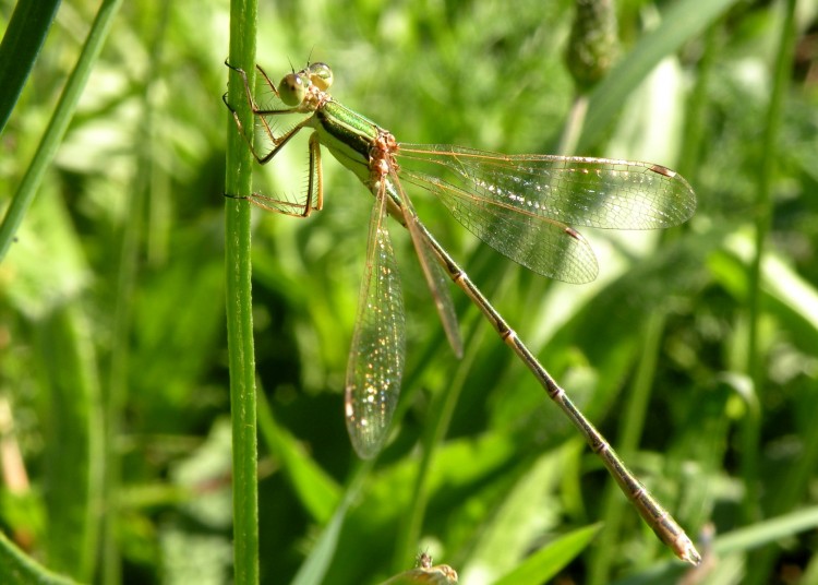 Wallpapers Animals Insects - Dragonflies Lilellule