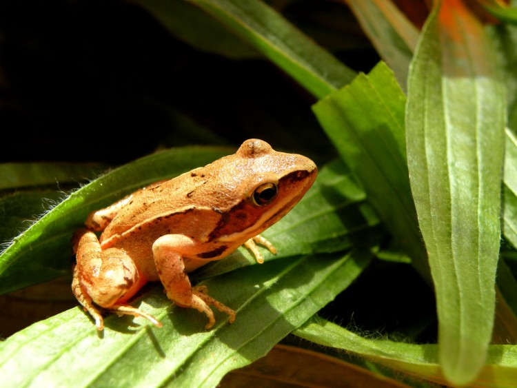 Fonds d'cran Animaux Grenouilles - Crapauds Grenouille