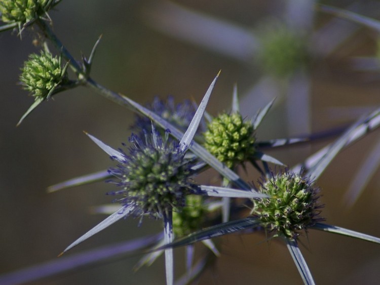 Fonds d'cran Nature Fleurs sauvage