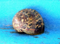 Fonds d'cran Animaux Escargot