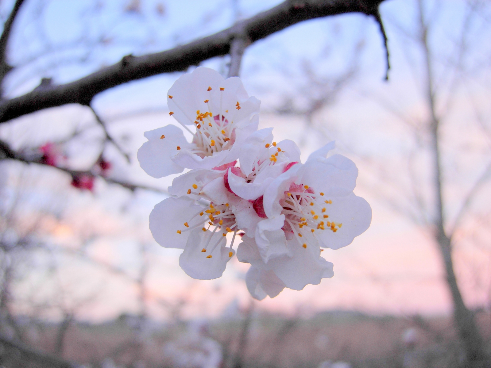 Wallpapers Nature Flowers Fleurs d'amandier