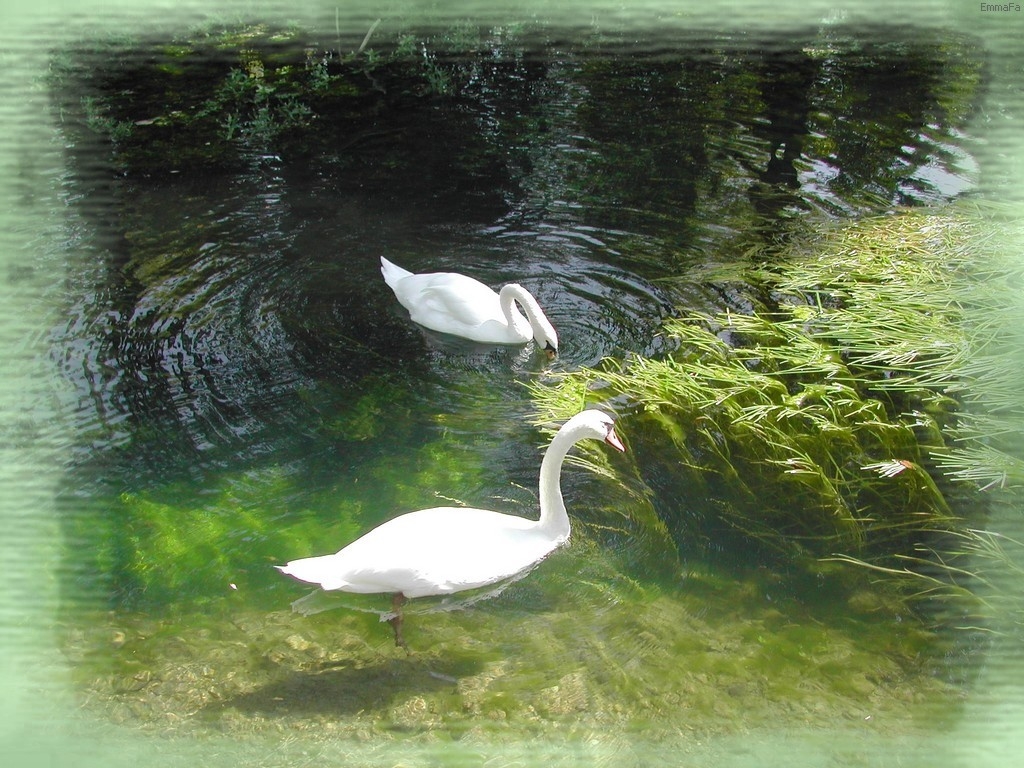 Wallpapers Animals Birds - Swans 