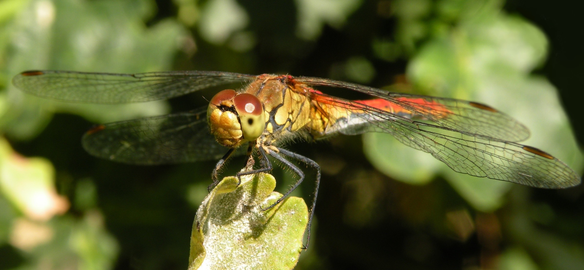 Wallpapers Animals Insects - Dragonflies Libellule (symptrum Sanguinum mle)