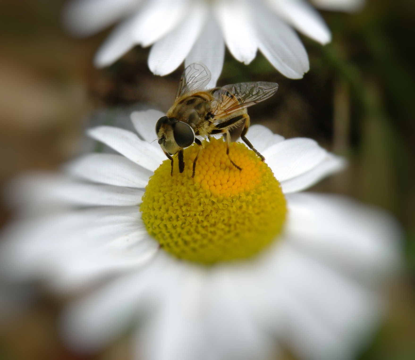 Wallpapers Animals Insects - Bees, Wasps Abeille... eh non...plutt diptre (mouche)