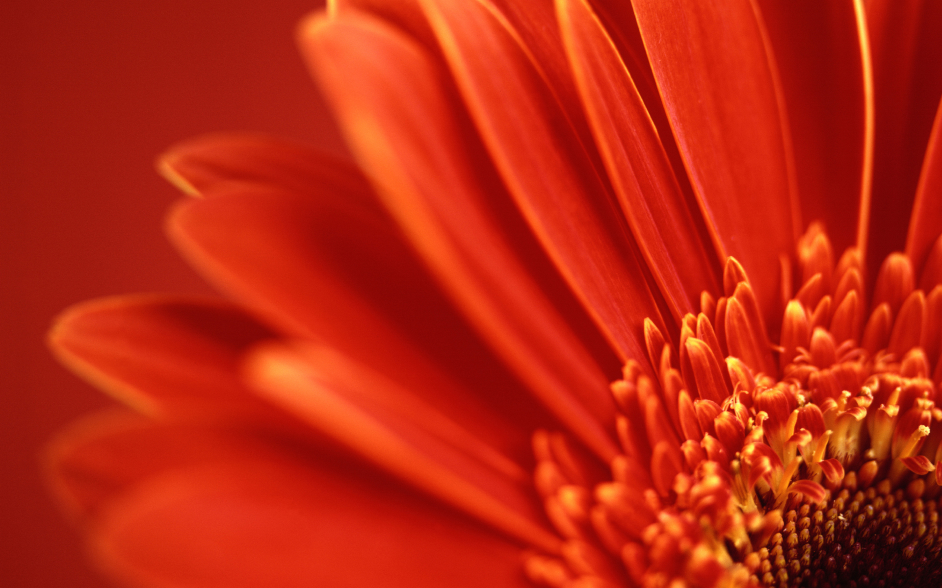 Fonds d'cran Nature Fleurs Fleur rouge