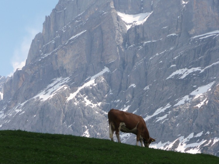 Fonds d'cran Voyages : Europe Suisse valle de Grindelwald