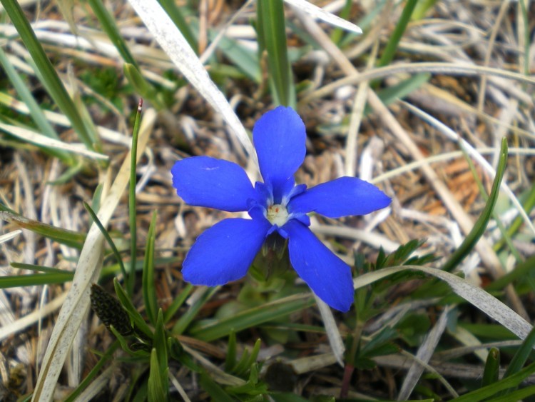 Fonds d'cran Nature Fleurs fleurbleue