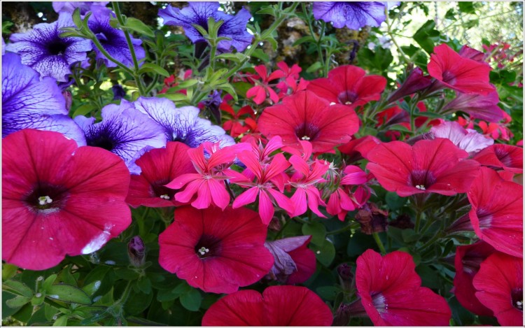 Fonds d'cran Nature Fleurs Ptunias