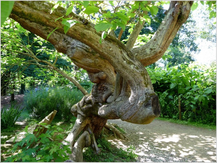 Fonds d'cran Nature Arbres - Forts Tronc de Catalpa