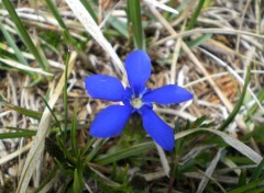 Fonds d'cran Nature fleurbleue