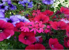 Fonds d'cran Nature Ptunias