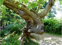 Fonds d'cran Nature Tronc de Catalpa