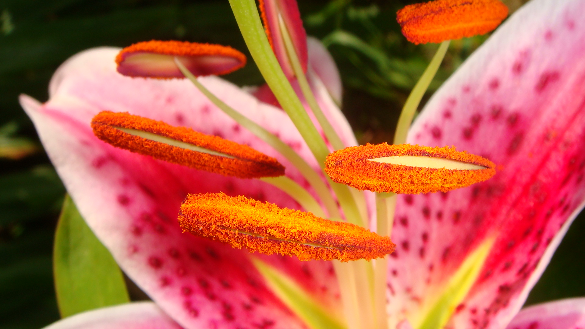 Fonds d'cran Nature Fleurs 