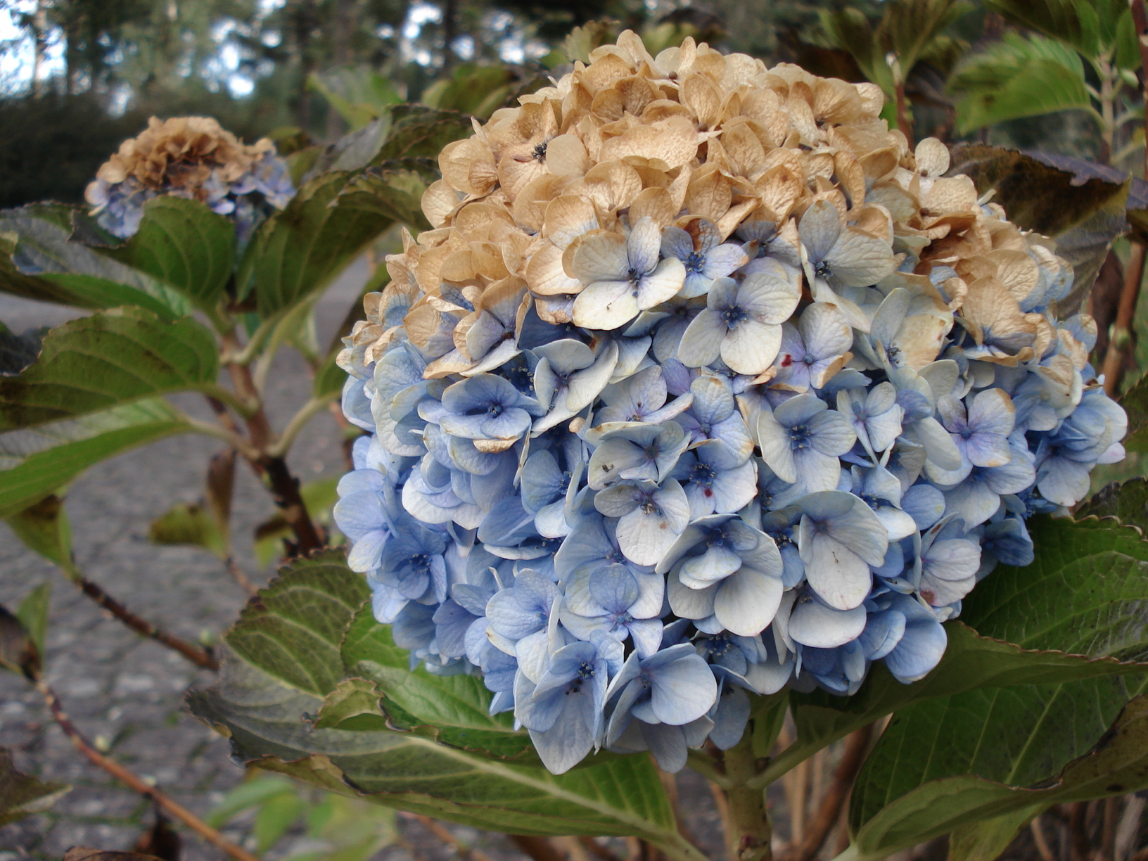 Fonds d'cran Nature Fleurs Automne