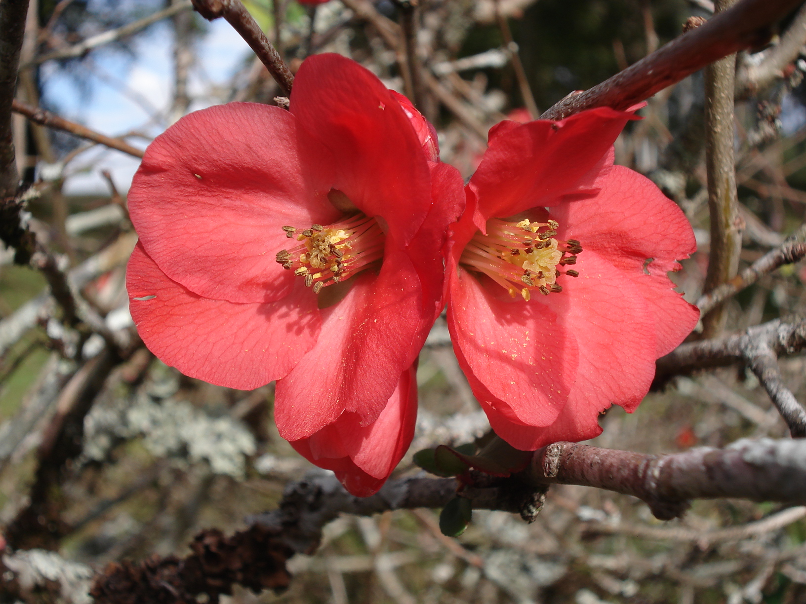 Wallpapers Nature Flowers Deux rouge