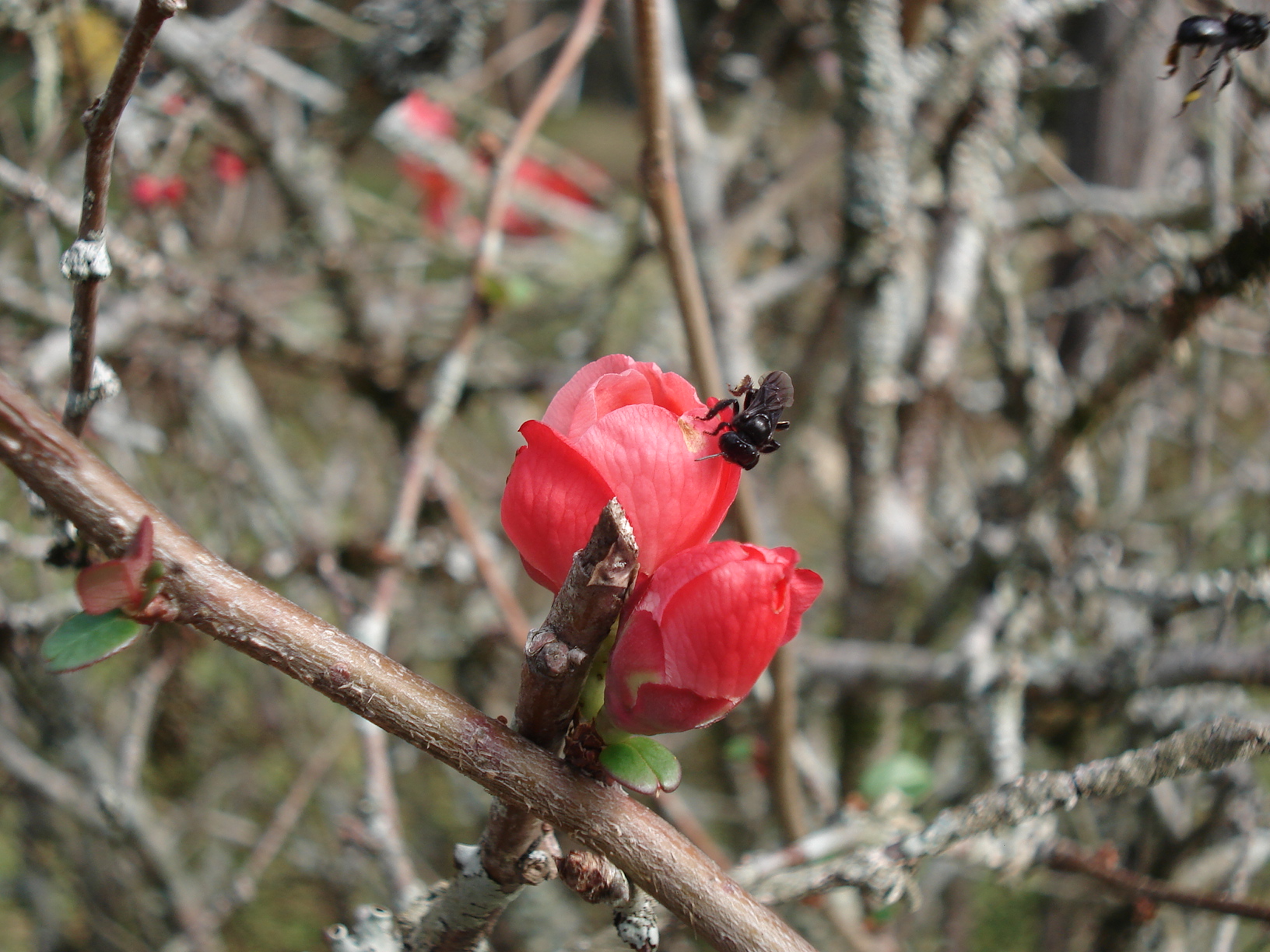 Fonds d'cran Nature Fleurs Chez-soi