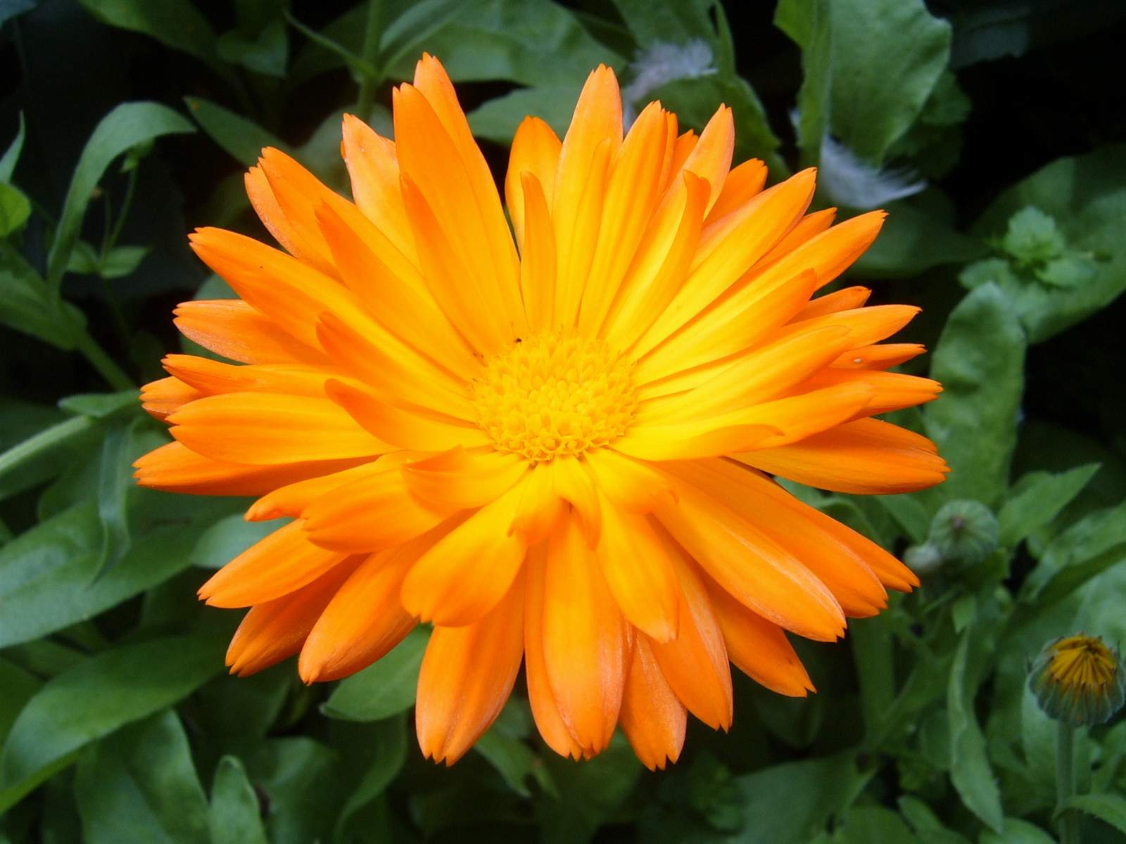 Fonds d'cran Nature Fleurs Fleur orange