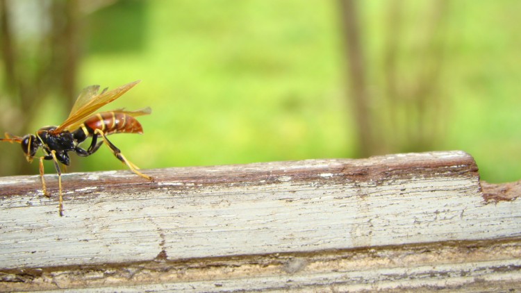 Wallpapers Animals Insects - Bees, Wasps Une gupe a ma fentre