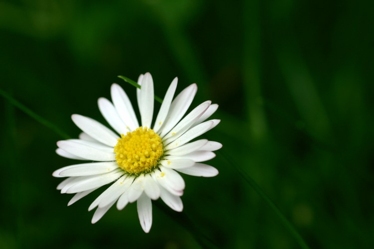 Wallpapers Nature Flowers Margueritte