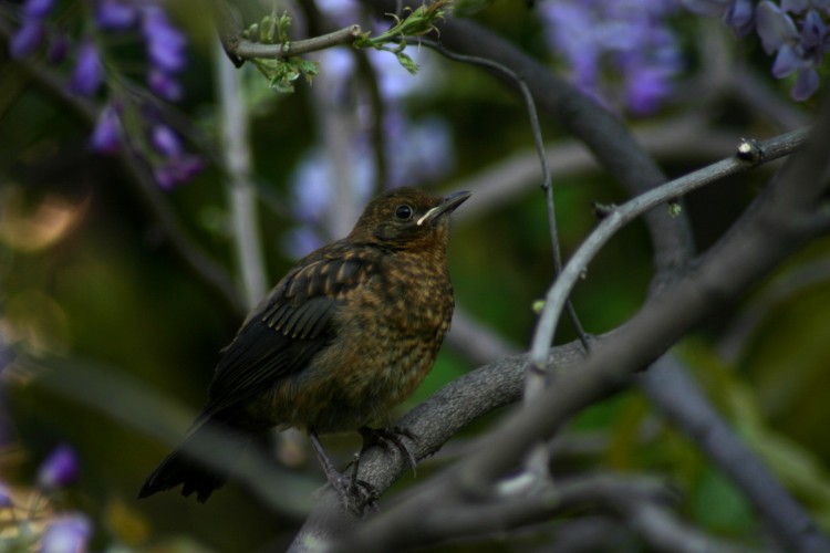 Wallpapers Animals Birds - Sparrows Moineau parisien ...