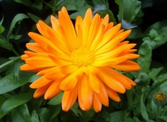 Fonds d'cran Nature Fleur orange