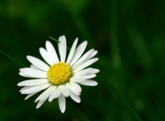 Wallpapers Nature Margueritte