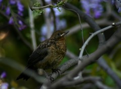 Fonds d'cran Animaux Moineau parisien ...