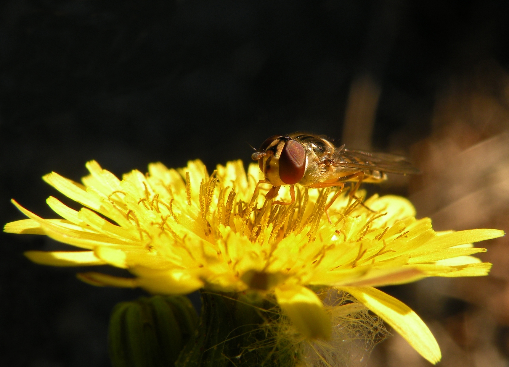 Wallpapers Animals Insects - Bees, Wasps Syrphe ceintur (Syrphidae Episyrhus balteatus)