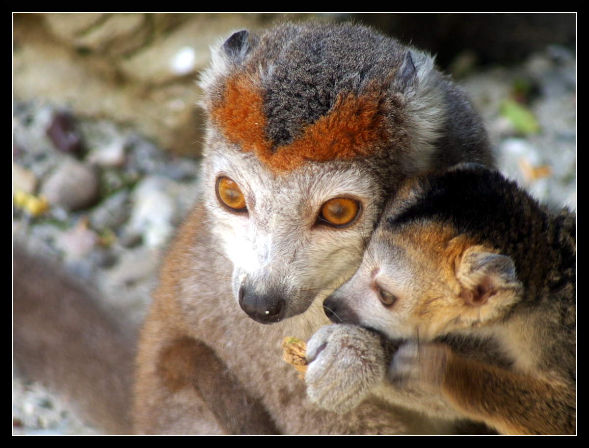 Wallpapers Animals Lemurs Lmurien et son petit