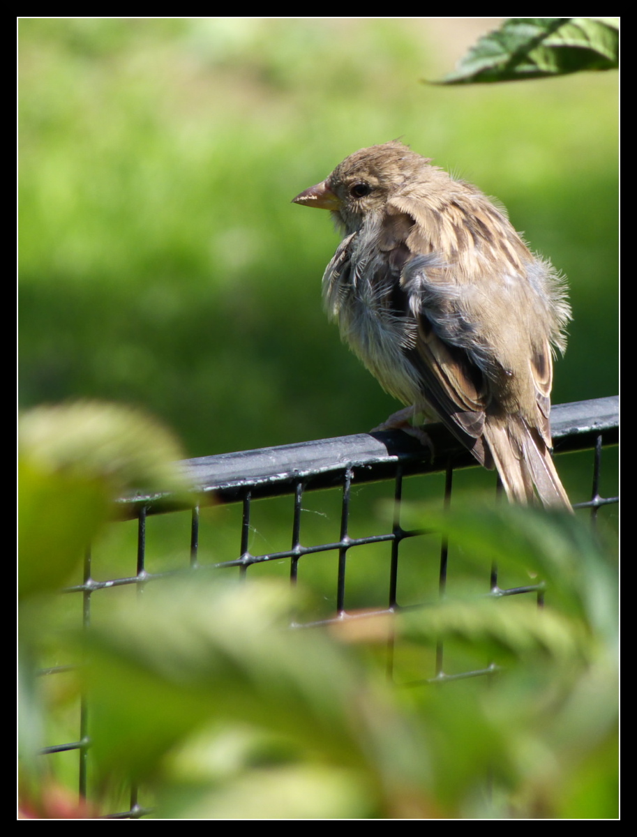 Wallpapers Animals Birds - Sparrows Petit oiseau