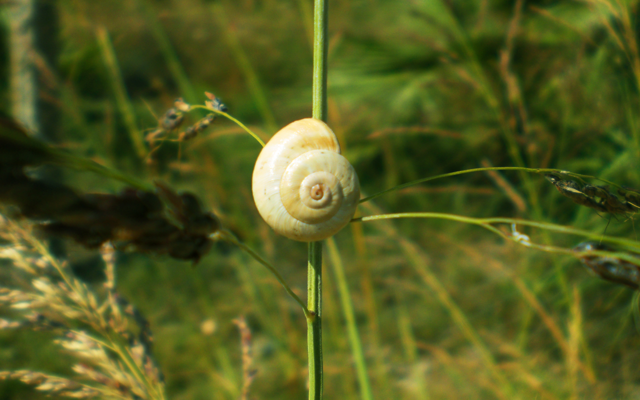 Fonds d'cran Animaux Escargots - Limaces Escargot