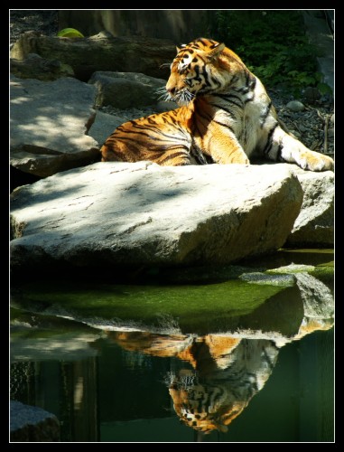 Wallpapers Animals Felines - Tigers Le miroir du tigre