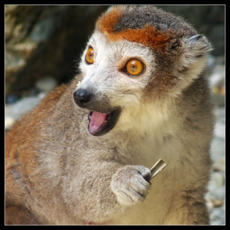 Wallpapers Animals Lemurs Lmurien chanteur