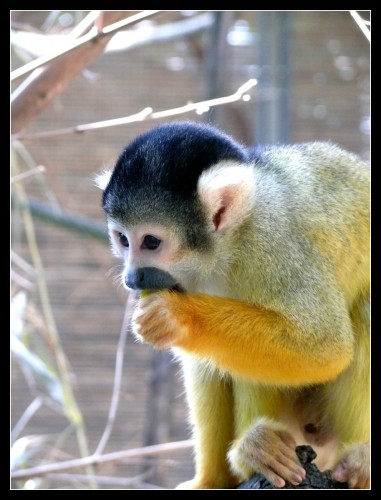 Wallpapers Animals Monkeys Singe Ecureuil Samiri