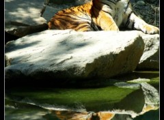 Wallpapers Animals Le miroir du tigre