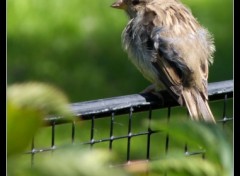 Fonds d'cran Animaux Petit oiseau