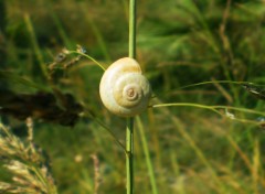 Fonds d'cran Animaux Escargot