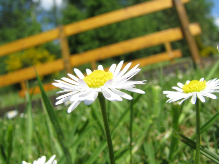 Fonds d'cran Nature Fleurs Big Flower