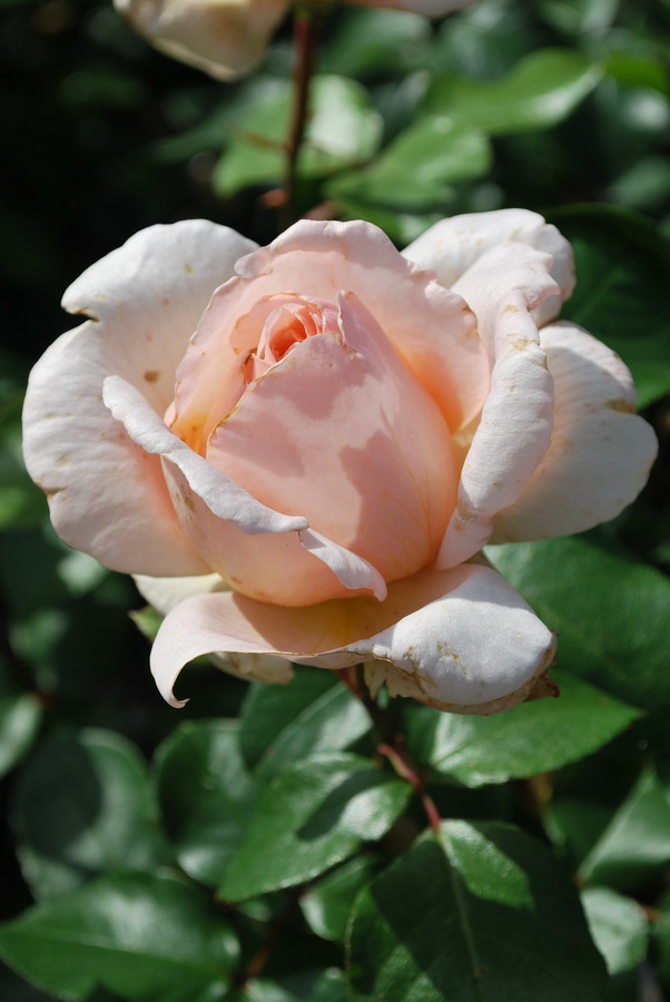 Fonds d'cran Nature Fleurs rose