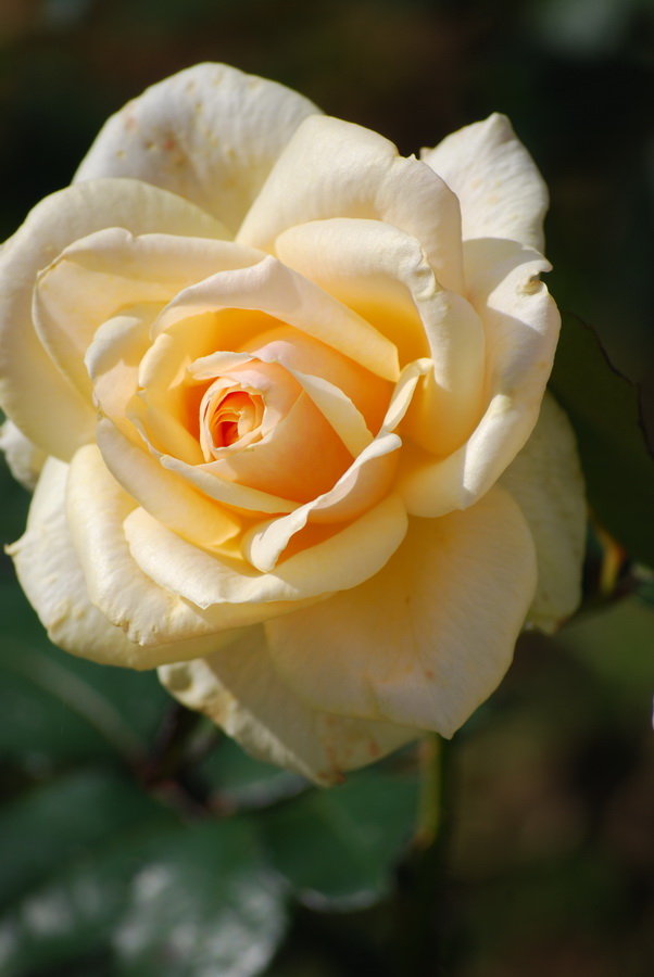 Fonds d'cran Nature Fleurs Rose jaune du jardin d'Annevoie, Belgique