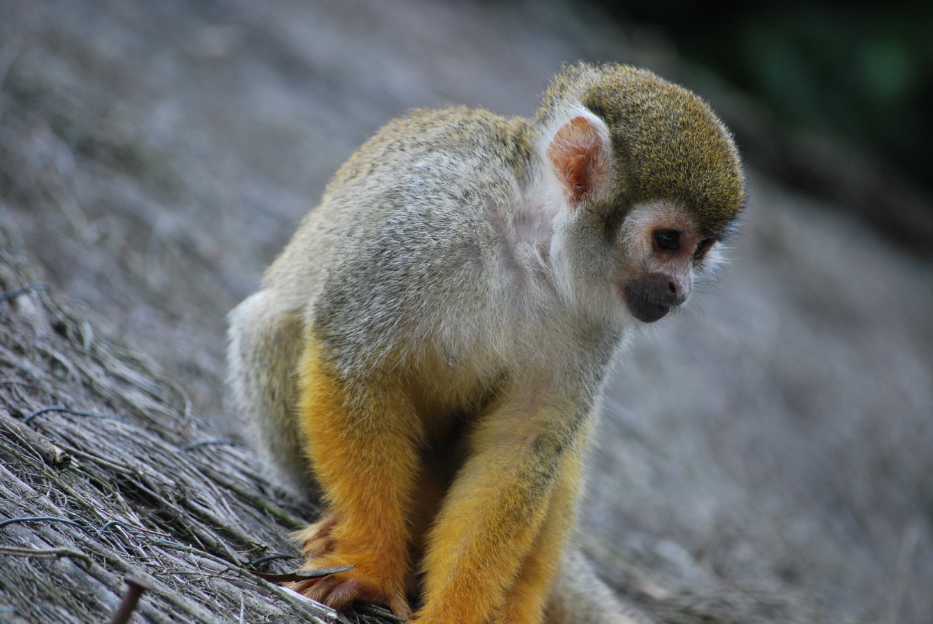 Fonds d'cran Animaux Singes petit singe