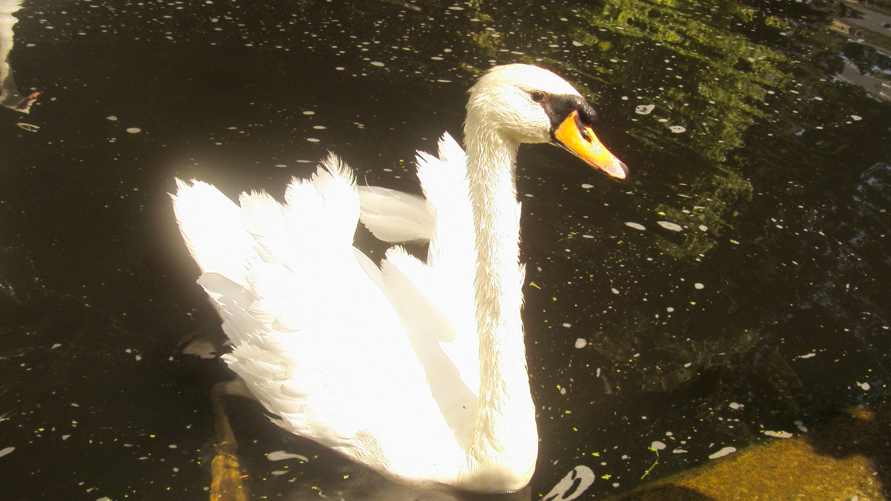 Fonds d'cran Animaux Oiseaux - Cygnes ce cygne fait l'talage de sa beaut