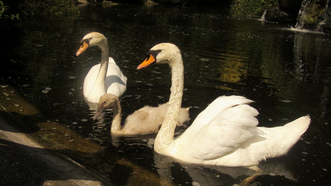 Wallpapers Animals Birds - Swans un bain de soleil en famille