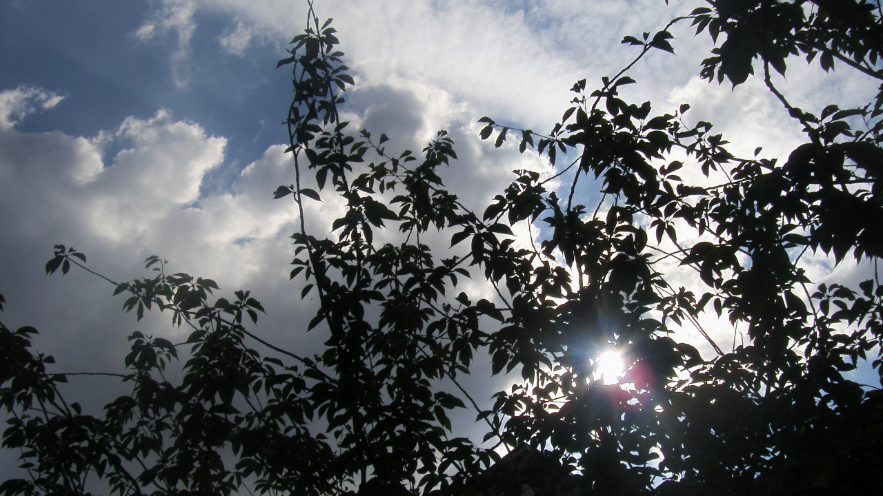 Wallpapers Nature Skies - Clouds le soleil se joue des arbres